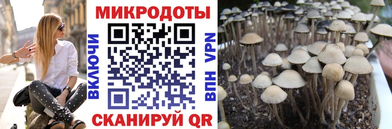 Купить закладки  Апатиты  Псилоцибиновые грибы GOLDEN TEACHER 